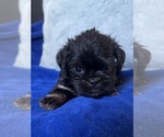 Small #5 Brussels Griffon