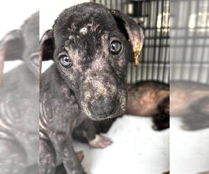 Labrador Retriever-Unknown Mix Dogs for adoption in Houston, TX, USA