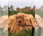 Small #7 Golden Retriever