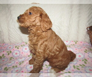 Goldendoodle Puppy for sale in CHICAGO, IL, USA