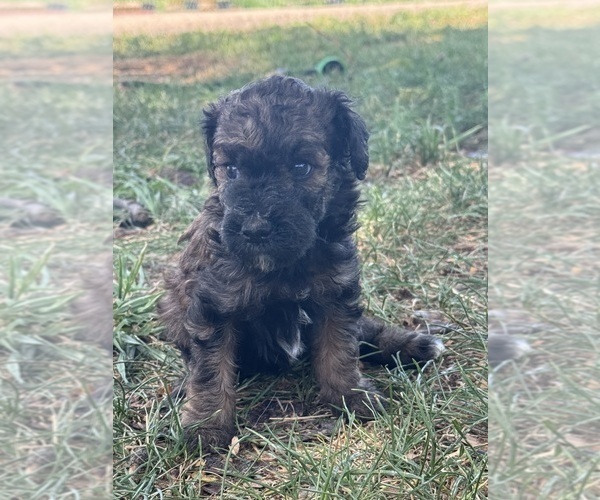 Medium Photo #9 Poodle (Miniature)-Poodle (Standard) Mix Puppy For Sale in LONGMONT, CO, USA