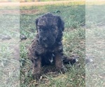 Small #8 Poodle (Miniature)-Poodle (Standard) Mix