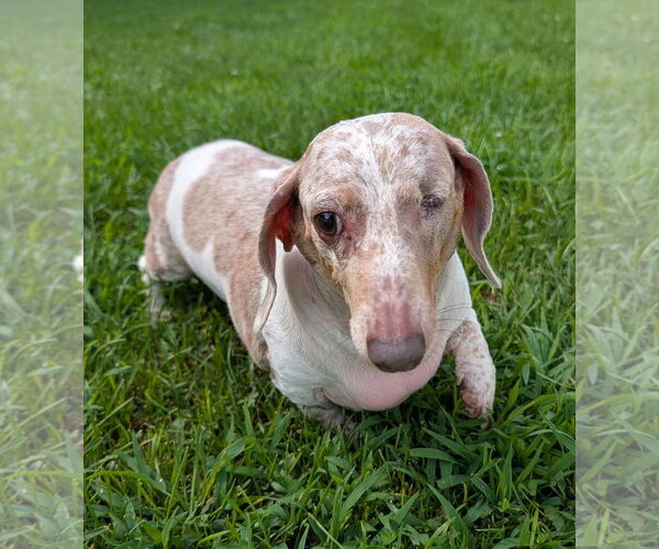 Medium Photo #3 Dachshund Puppy For Sale in Shelbyville, TN, USA