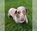 Small #2 Dachshund