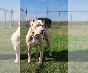 Mutt Dogs for adoption in Abbeville, LA, USA