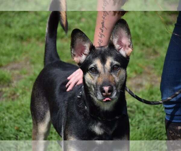 Medium Photo #4 Australian Kelpie-Unknown Mix Puppy For Sale in Anniston, AL, USA