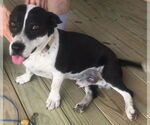 Small Borador