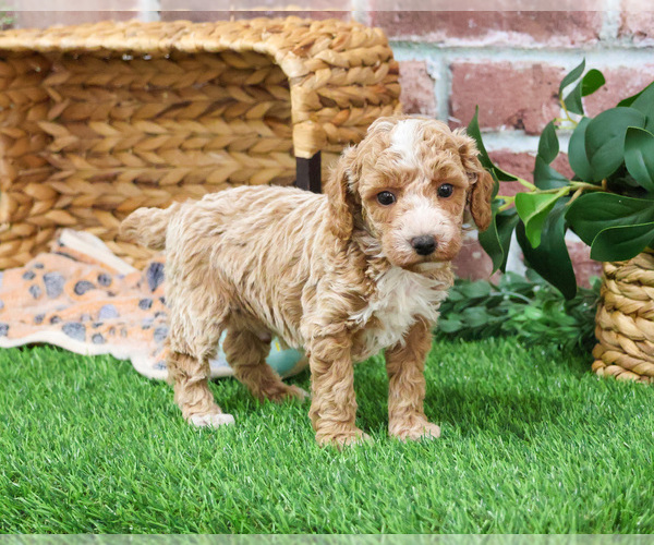 Medium Photo #3 Poodle (Miniature) Puppy For Sale in SYRACUSE, IN, USA