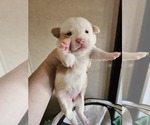 Small Photo #6 American Corgi Puppy For Sale in NOWATA, OK, USA