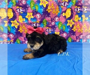 Schnoodle (Miniature) Puppy for sale in WINNSBORO, LA, USA