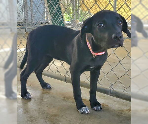 Medium Photo #4 American Pit Bull Terrier-Unknown Mix Puppy For Sale in Ventura, CA, USA