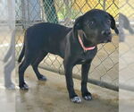 Small #3 American Pit Bull Terrier Mix