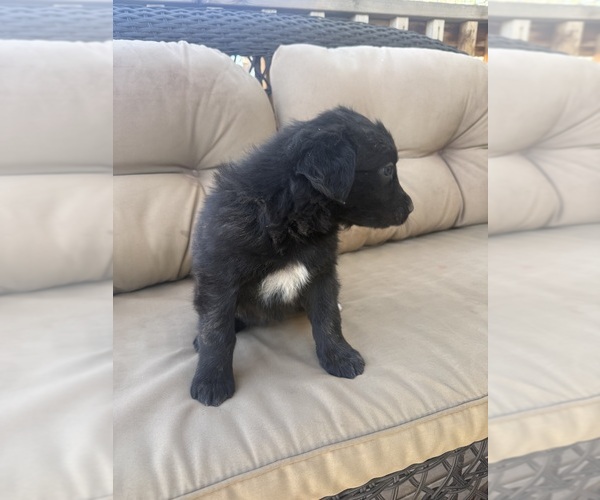 Medium Photo #18 Australian Shepherd Puppy For Sale in WILLIAMS, AZ, USA
