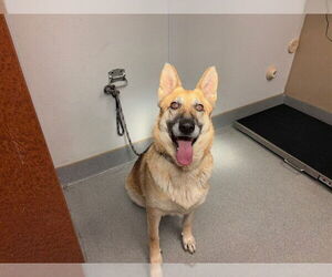 German Shepherd Dog Dogs for adoption in Rancho Cucamonga, CA, USA