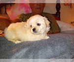 Puppy Puppy 2 Peke-A-Poo
