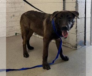 Chow Chow-German Shepherd Dog Mix Dogs for adoption in San Bernardino, CA, USA
