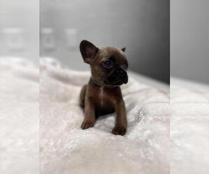Boston Terrier Puppy for sale in ROSWELL, NM, USA