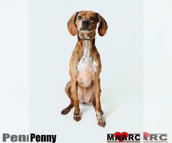 Medium Photo #2 Plott Hound Puppy For Sale in Maryville, TN, USA