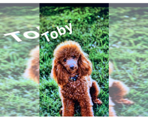 Father of the Poodle (Miniature) puppies born on 06/09/2026