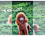 Small Photo #1 Poodle (Miniature) Puppy For Sale in LOOMIS, CA, USA