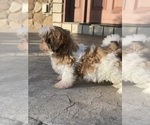 Small #2 Shih Tzu