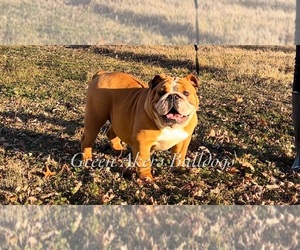 Mother of the English Bulldog puppies born on 05/07/2026