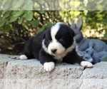 Small Photo #30 Australian Shepherd Puppy For Sale in ACTON, CA, USA