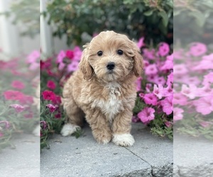 Coton de Tulear-Poodle (Toy) Mix Puppy for sale in CANOGA, NY, USA