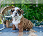 Puppy Peaches Beabull