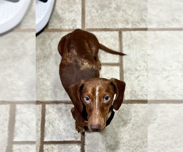 Medium Photo #1 Dachshund Puppy For Sale in MANSFIELD, OH, USA