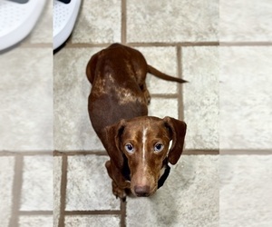 Mother of the Dachshund puppies born on 05/12/2025