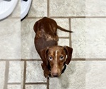Small Photo #1 Dachshund Puppy For Sale in MANSFIELD, OH, USA
