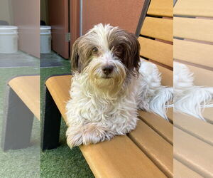 Hava-Apso Dogs for adoption in San Francisco, CA, USA