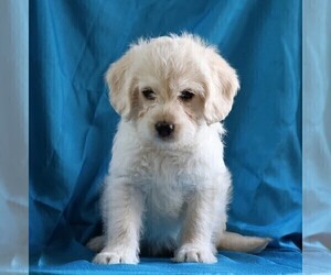 Medium Miniature Labradoodle