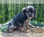 Small Photo #10 Cocker Spaniel Puppy For Sale in BALTIC, OH, USA