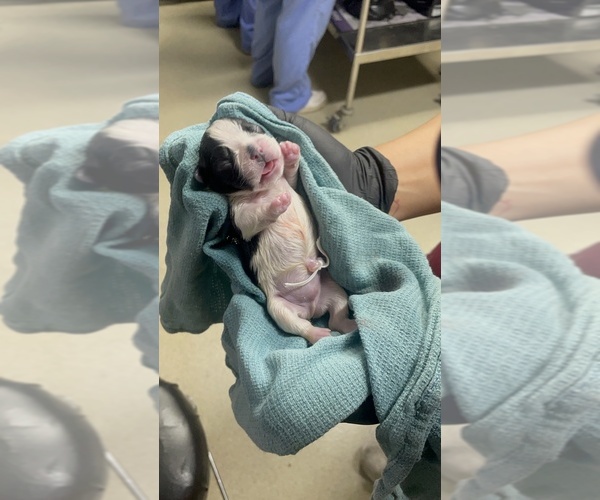 Medium Photo #39 French Bulldog Puppy For Sale in ARLETA, CA, USA