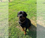 Small #9 Rottweiler