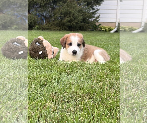 Medium Photo #5 Great Pyrenees-Unknown Mix Puppy For Sale in Plainfield, IL, USA