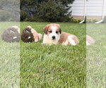 Small #4 Great Pyrenees Mix