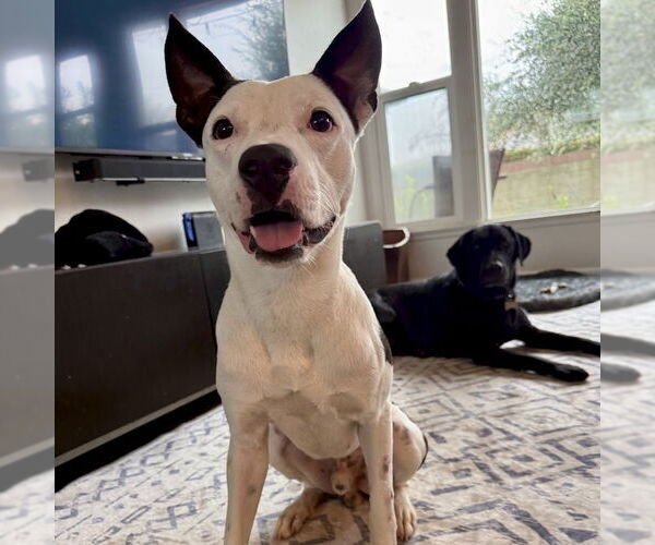 Medium Photo #3 American Staffordshire Terrier-Labrador Retriever Mix Puppy For Sale in San Juan Capistrano, CA, USA