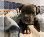 Small Photo #3 American Bully Puppy For Sale in Innisfil, Ontario, Canada
