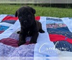 Puppy Woodrow Schnoodle (Miniature)