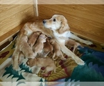 Small Photo #27 Golden Retriever Puppy For Sale in DAKOTA, MN, USA