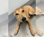 Small Labrador Retriever Mix