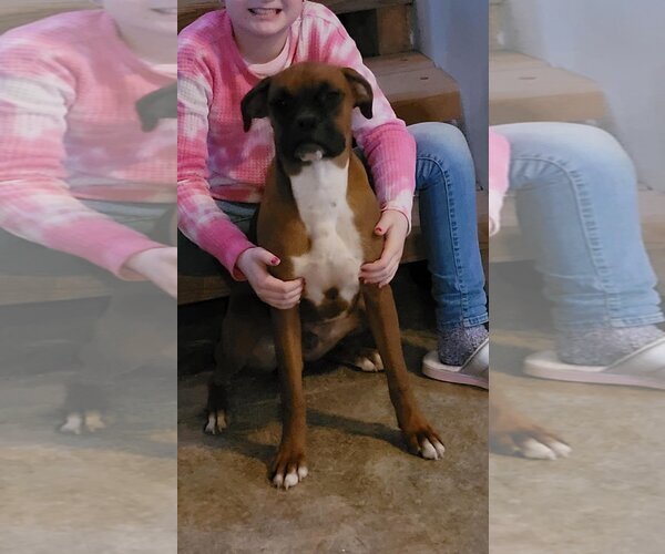 Medium Photo #14 Boxer Puppy For Sale in Burnsville, MN, USA