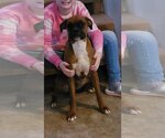 Small Photo #14 Boxer Puppy For Sale in Burnsville, MN, USA