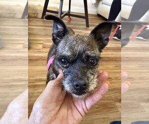 Border Terrier-Cairn Terrier Mix Dogs for adoption in Lake Elsinore, CA, USA
