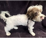 Small #3 Shih Tzu