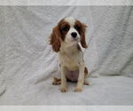 Small #3 Cavalier King Charles Spaniel