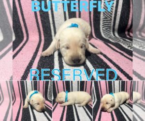 Medium Labrador Retriever
